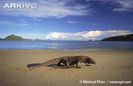 Komodo-dragon-on-beach