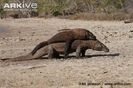 Komodo-dragon-pair-showing-aggression