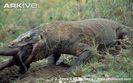 Komodo-dragon-swallowing-wild-boar