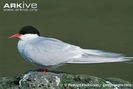 Arctic-tern-adult