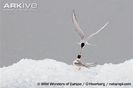 Arctic-tern-adult-feeding-young