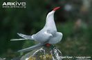 Arctic-tern-displaying