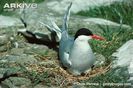 Arctic-tern-on-nest