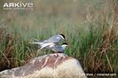 Arctic-terns-mating