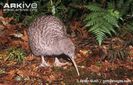 Great-spotted-kiwi