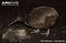 -North-Island-brown-kiwi-feeding-on-provided-grubs