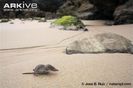 Juvenile-Savis-pygmy-shrew-on-a-beach