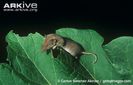 Savis-pygmy-shrew-on-vegetation