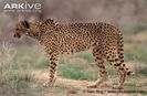 Asiatic-cheetah-Acinonyx-jubatus-venaticus