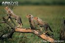 Cheetah-cubs-playing