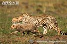 Cheetah-cub-stalking-with-female