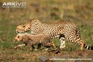 Cheetah-cub-stalking-with-female