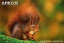 Red-squirrel