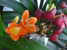 Clivia