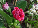 Gloxinia