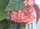 Begonia - Plaman