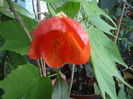 Abutilon