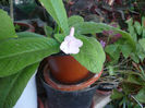 Streptocarpus