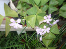 Oxalis
