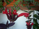 Columneea