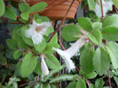 Alsobia