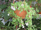 Alsobia