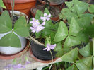 Oxalis