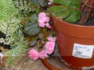 Begonia
