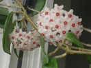 Hoya