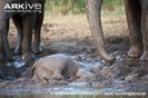 African-elephant-calf-mud-bathing