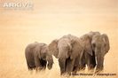 African-elephant-family
