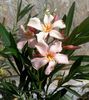 somon deschis