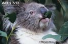 Close-up-of-a-koala-feeding-on-eucalyptus-leaves