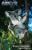Koala-feeding-on-eucalyptus-leaves