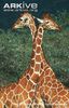 giraffes1