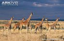 Herd-of-reticulated-giraffe