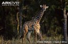 Juvenile-southern-giraffe