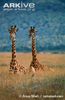 Pair-of-masai-giraffes-lying-down