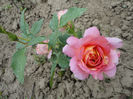 ROSE DES CISTERCIENS