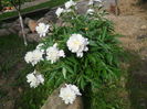 bujor alb