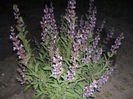 salvie medicinala