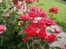 wow rose