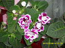 Gloxinii 30 05-2013 004