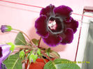 Gloxinii 30 05-2013 007