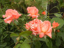 Rose Artistry (2013, May 29)