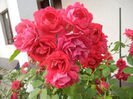 Rose Blaze (2013, May 29)