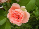 Rose Pleasure (2013, May 29)