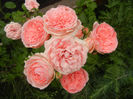 Rose Pleasure (2013, May 29)