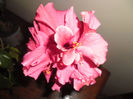 Pink-6 pistile