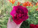 DSCN0529